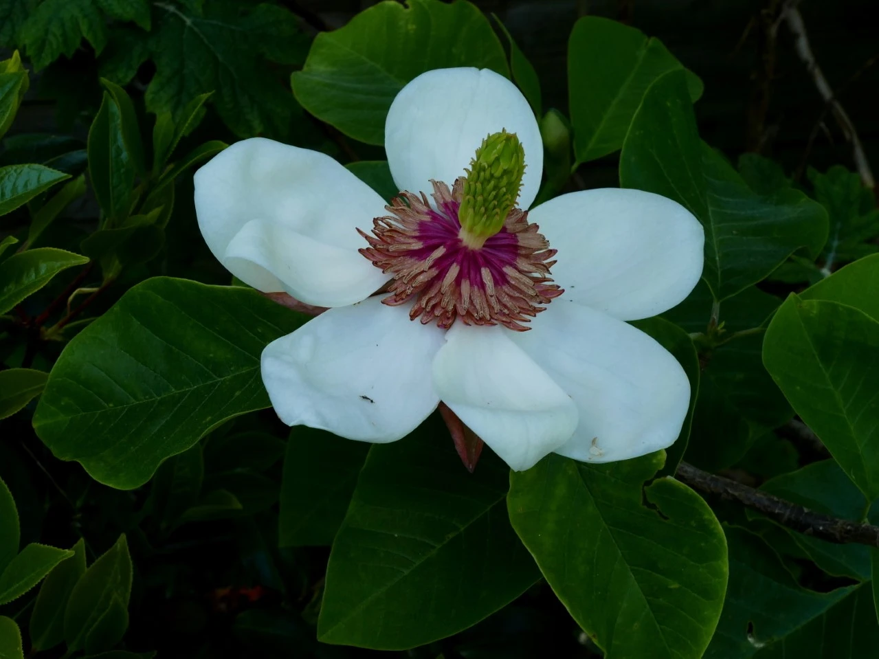 M. x wieseneri